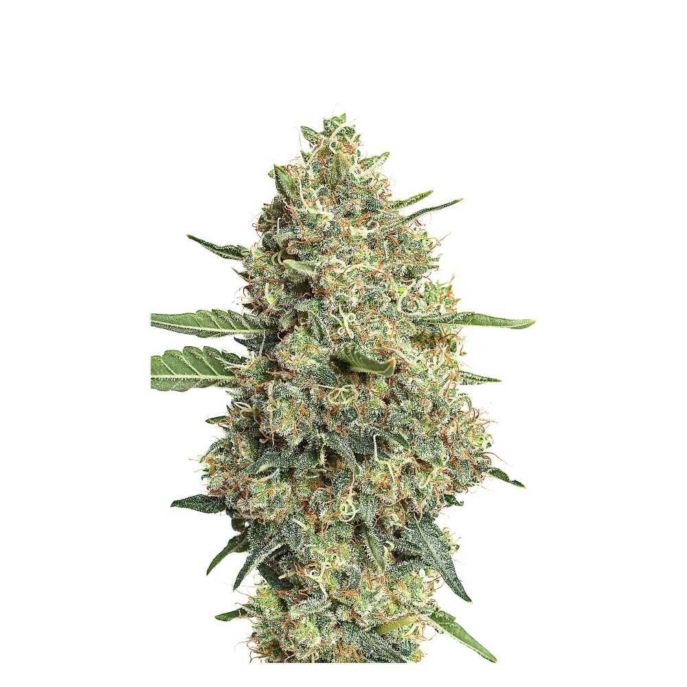 Jym's "Canna Queen" CBD Samen Jym's Seeds CBD-Samen