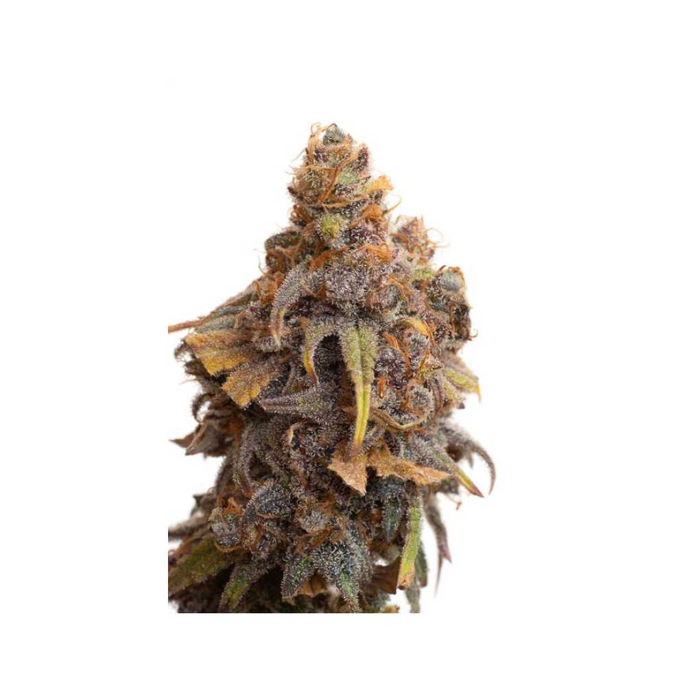 Jym's CBD Seed "Strawberry" (10 pieces) Jym's Seeds CBD Seeds
