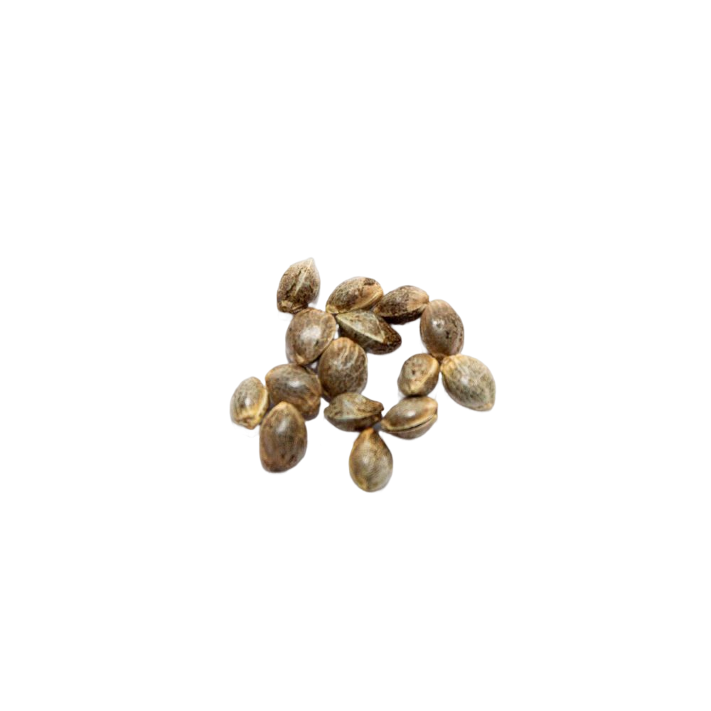 graines BBG CBD OG Kush 50 Stk  Produits