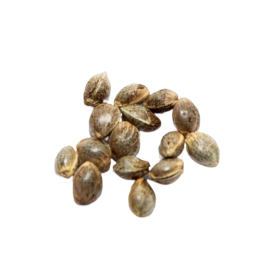 graines BBG CBD OG Kush 50 Stk  Produits