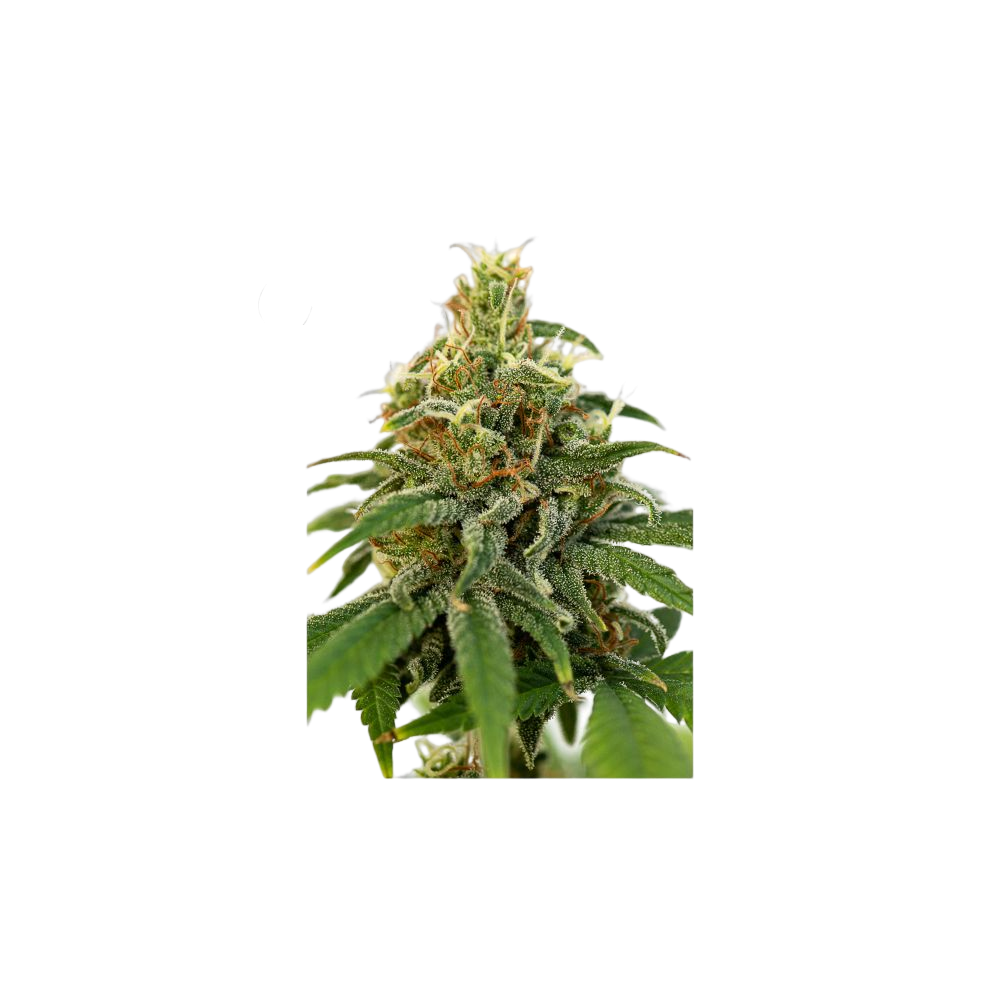 JYMS seeds Sour Fruit 3pcs FENOCAN Products