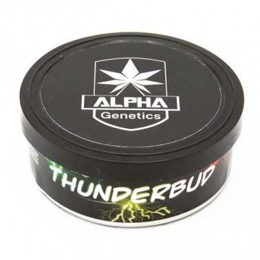 Alpha Genetics Thunderbud Semi 10pcs Alpha Genetics Prodotti