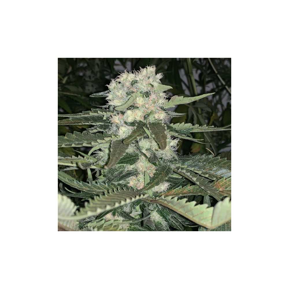 Alpha Genetics Thunderbud Semi 10pcs Alpha Genetics Prodotti