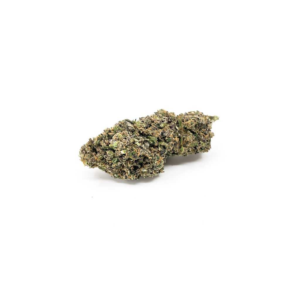 Semi High Level Genetics Mailboo 3pcs  Prodotti