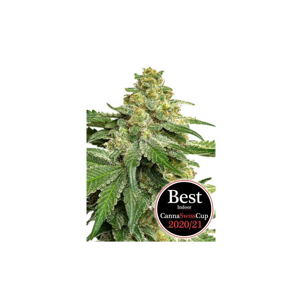 JYM's Saparot CBD seeds female 3pcs Jym's Seeds Products