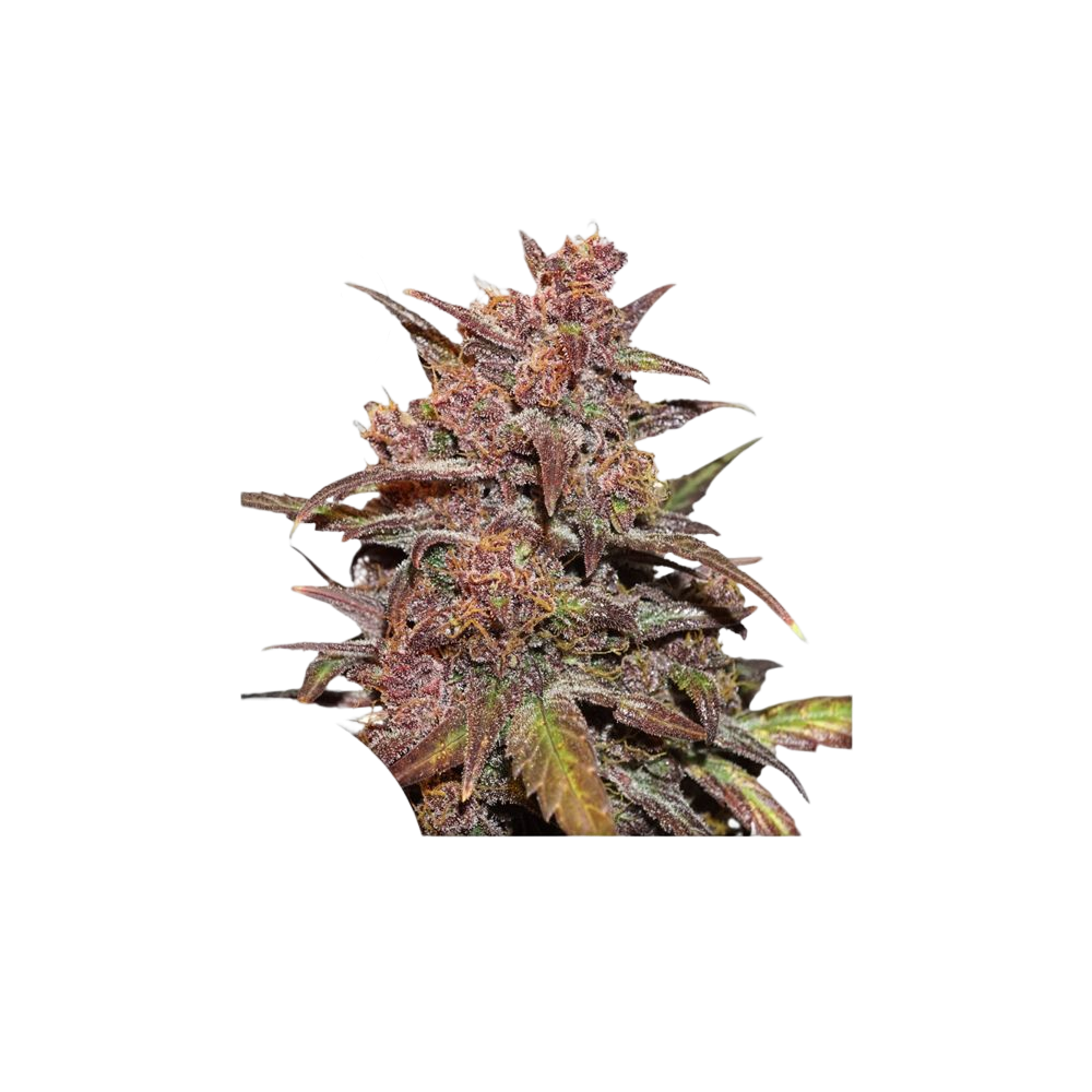 Samen Dutch Passion Auto CBD Blackberry Kush Dutch Passion Produkte