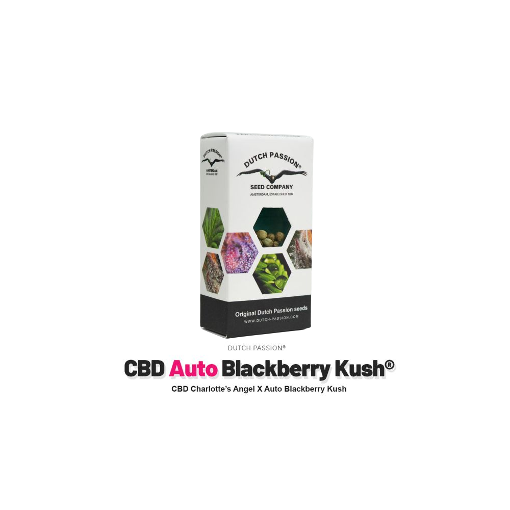 Graines Dutch Passion Auto CBD Blackberry Kush Dutch Passion Produits