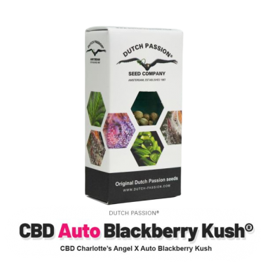 Samen Dutch Passion Auto CBD Blackberry Kush Dutch Passion Produkte