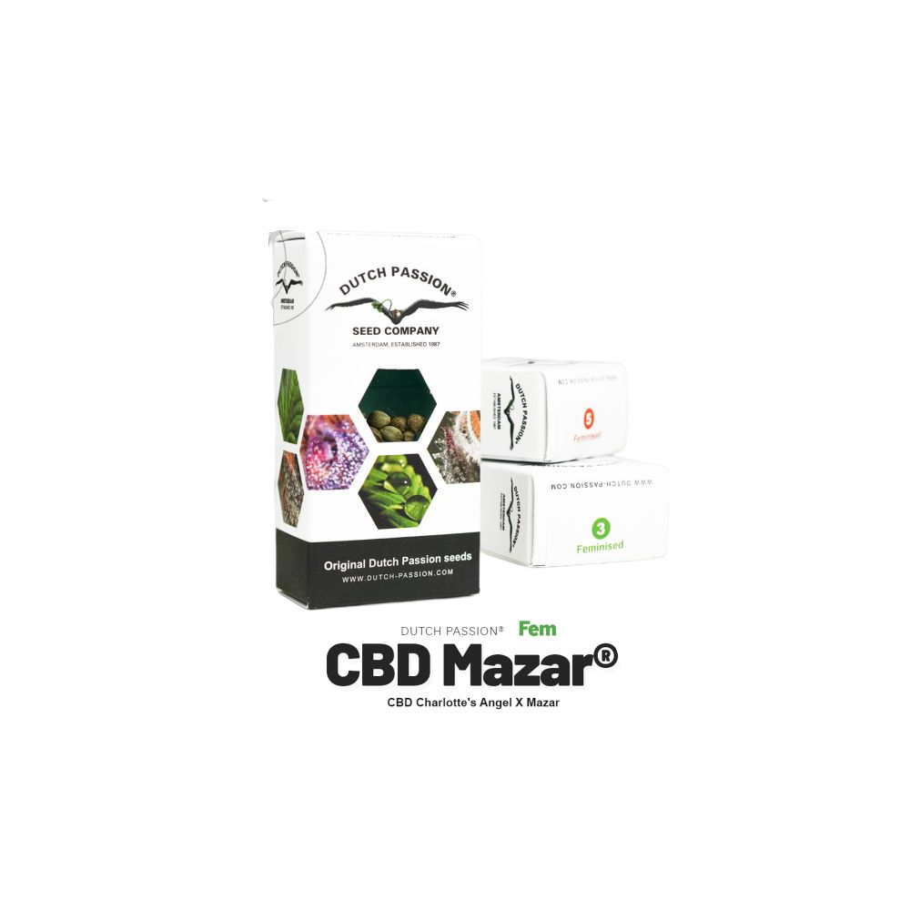 10 Semi Dutch Passion CBD Mazar Dutch Passion Prodotti