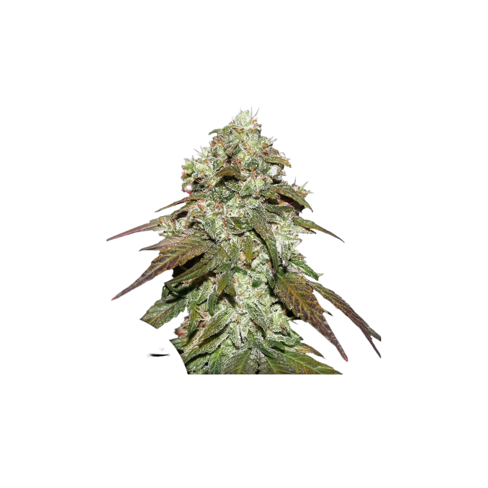 10 Graines Dutch Passion CBD Mazar Dutch Passion Produits