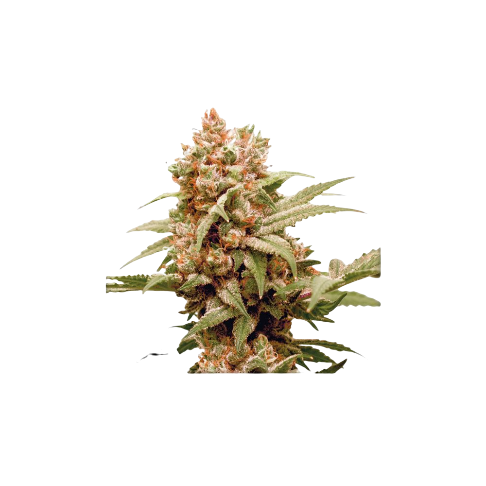 3 Graines Dutch Passion CBG Force Dutch Passion Produits