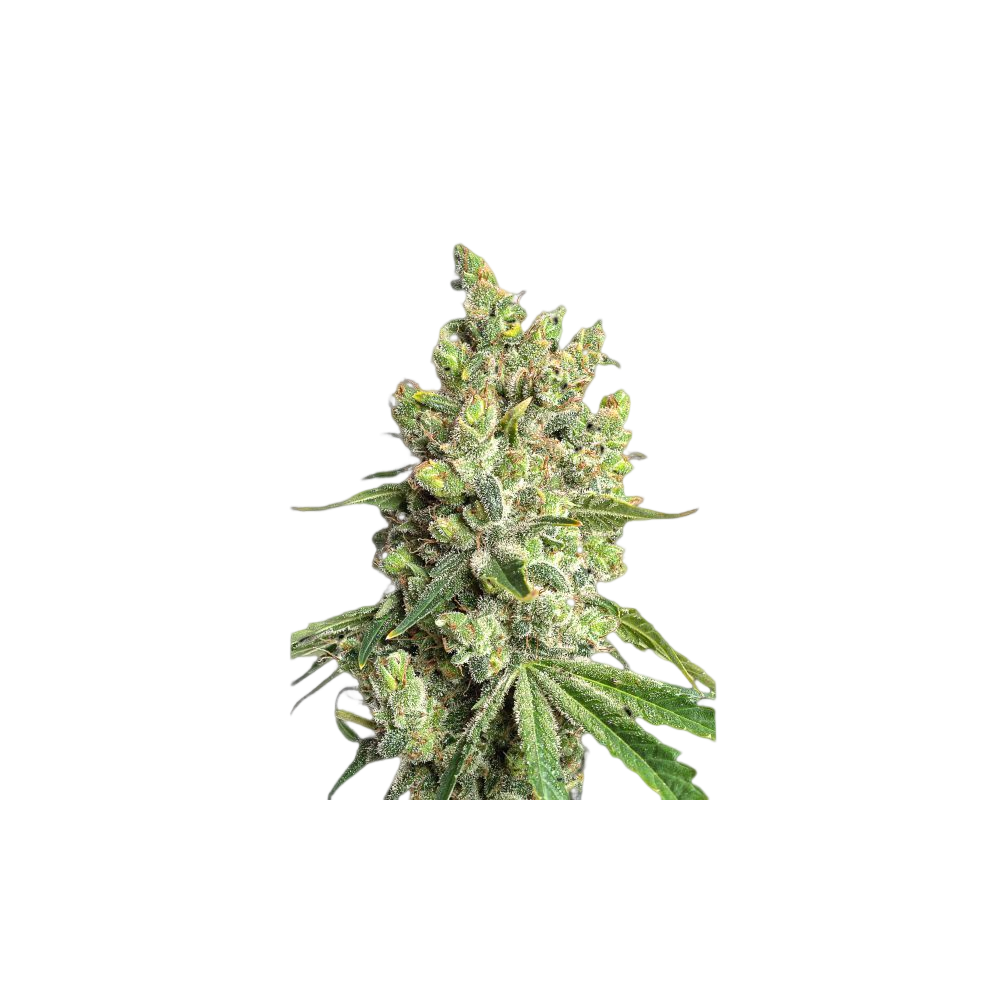 Graines féminisées JYM's Limonic CBD 3pcs Jym's Seeds Produits