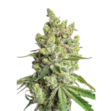 Graines féminisées JYM's Limonic CBD 3pcs Jym's Seeds Produits