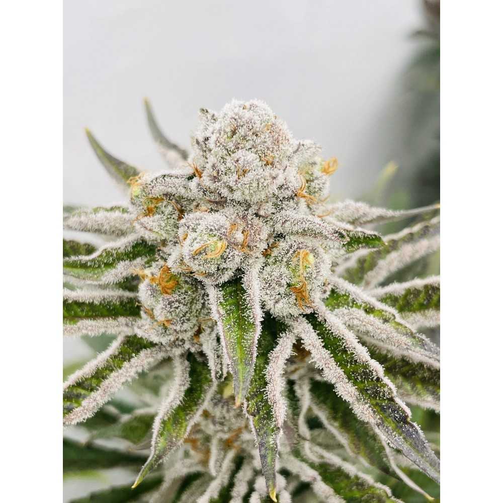 BARRE LED BOOST UVA+UVB+IR 110 cm Futur Of Grow  Lampada a led
