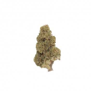 CBD-Blüten LBV "Amnesia Snow" Indoor 1g LBV Produkte