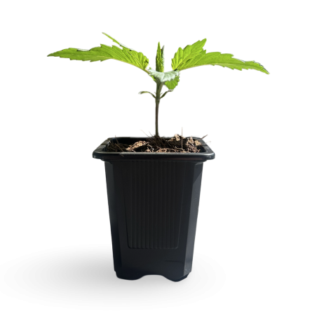 Baby Plant CBD - Pronto per la crescita! N2 X V1 LBV Talee di CBD