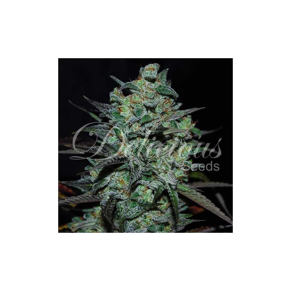 Seeds Delicious Seeds Northern Light Blue THC-FREE Delicious Seeds Delicious Seeds