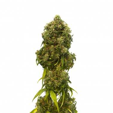 CBD Seed Swiss Dream Auto Kannabia Kannabia Kannabia