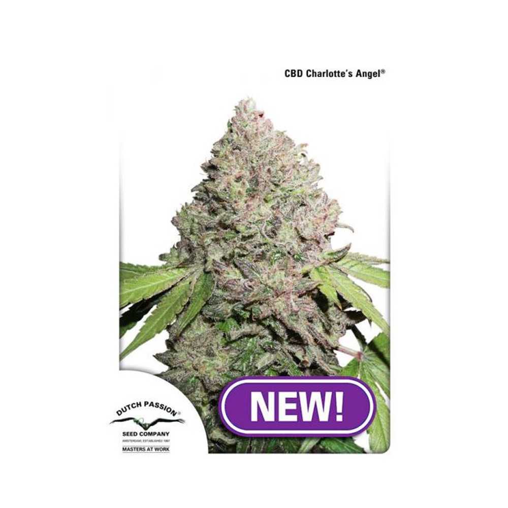 CBD Seeds Charlottes Angel Dutch Passion Dutch Passion Dutch Passion
