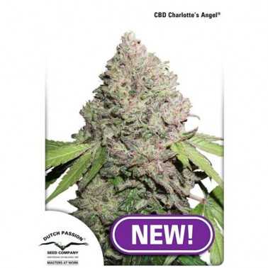 CBD Seeds Charlottes Angel Dutch Passion Dutch Passion Dutch Passion