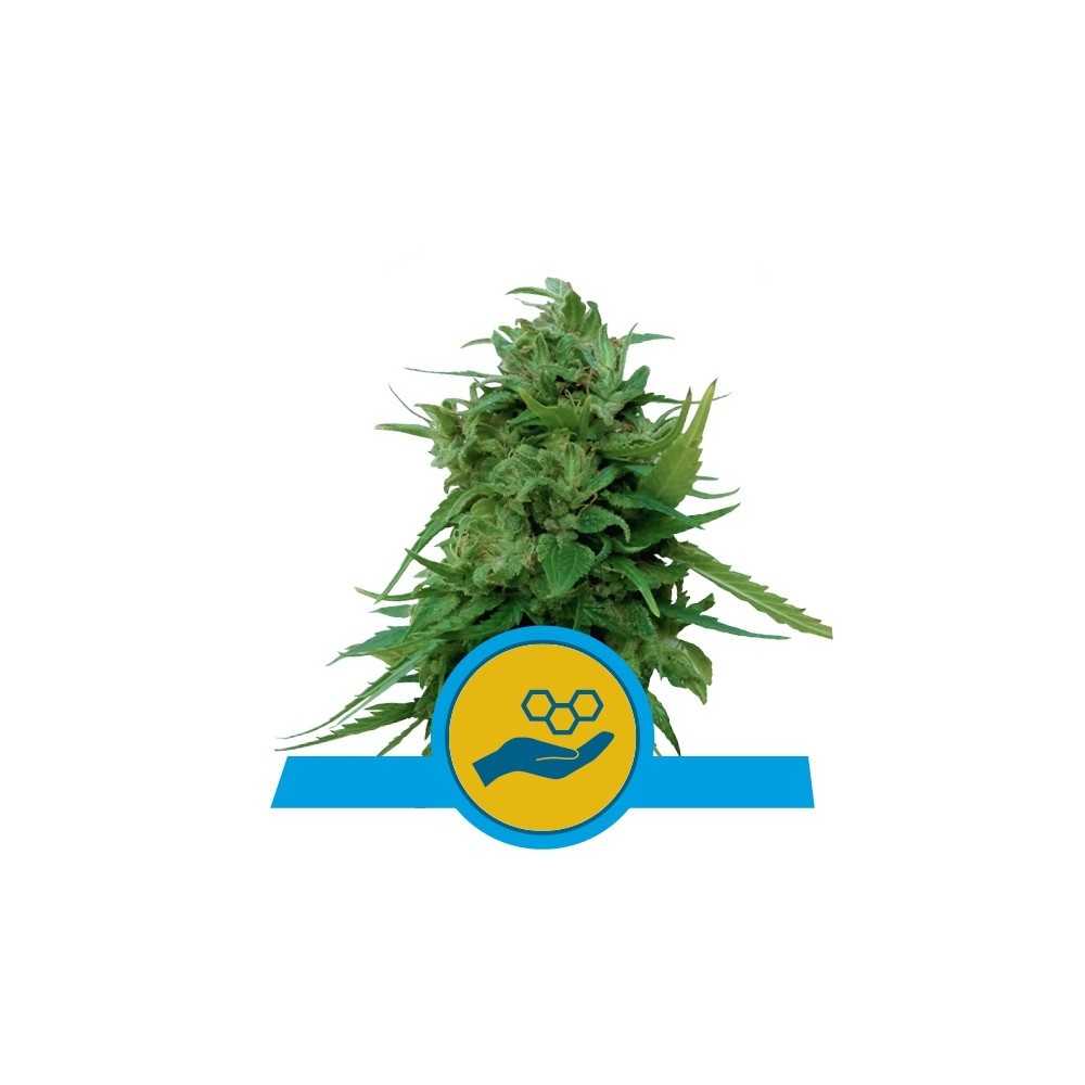 10 graines Auto féminisées de CBD Solomatic Royal Queen Seeds Royal Queen Seeds Royal Queen Seeds