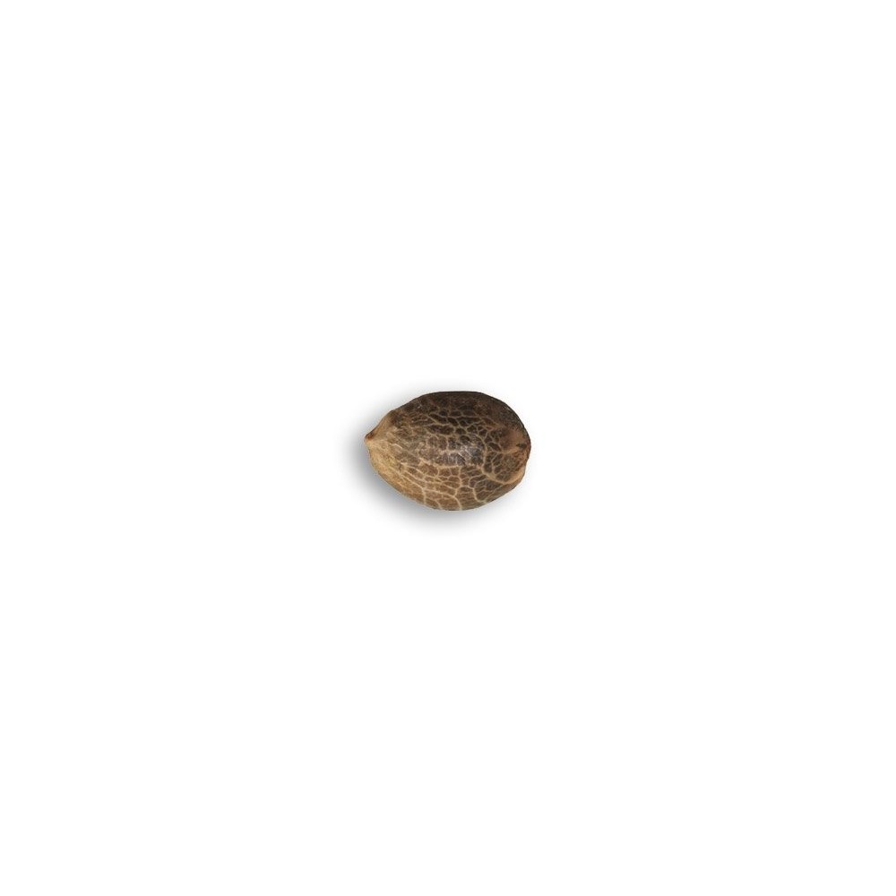 Delicious Seeds Luce del Nord Blu senza THC Delicious Seeds Delicious Seeds