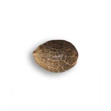 Delicious Seeds Luce del Nord Blu SENZA THC Delicious Seeds Delicious Seeds
