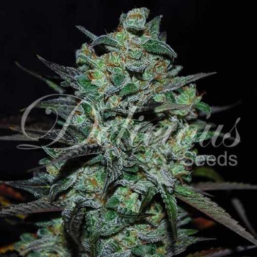 Delicious Seeds Luce del Nord Blu senza THC Delicious Seeds Delicious Seeds