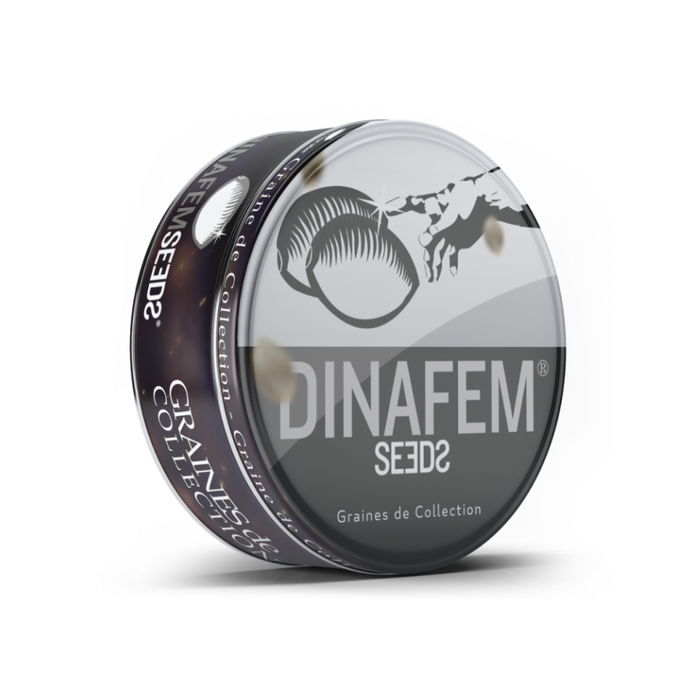 Dinamed Plus CBD Samen (10 Stück) Dinafem Dinafem