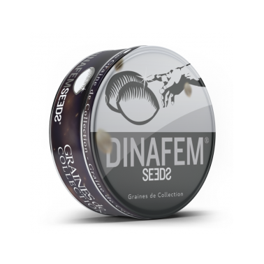Graines Dinamed Plus CBD (10 pièces) Dinafem Dinafem