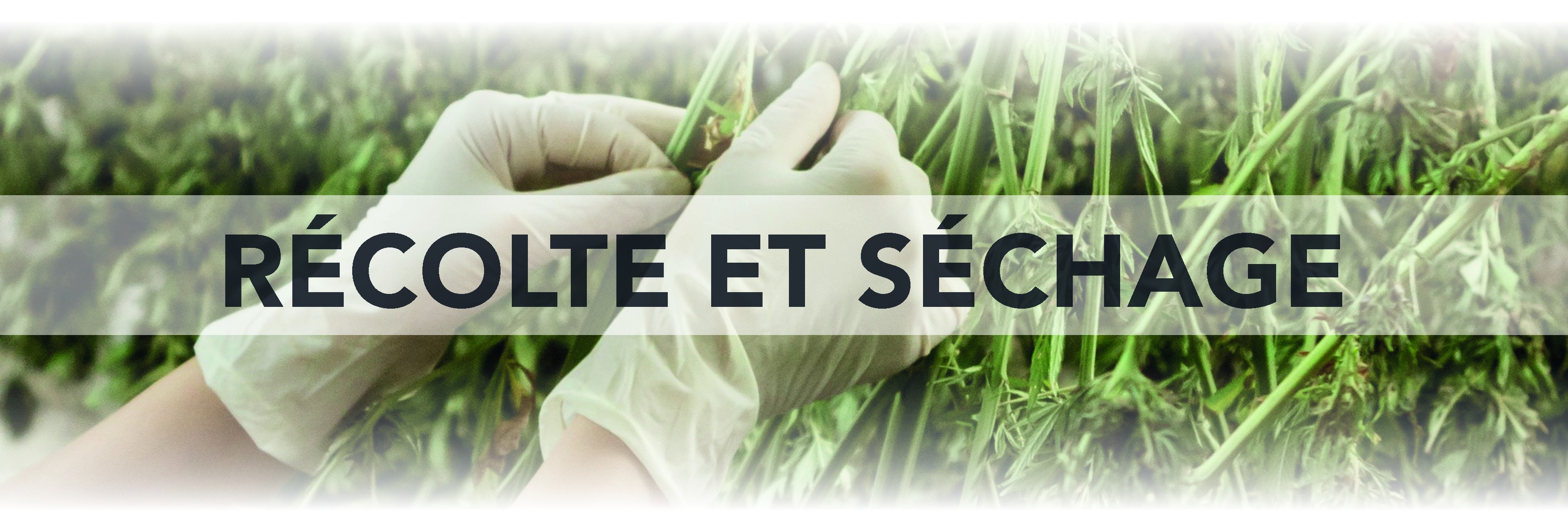 Récolte et séchage