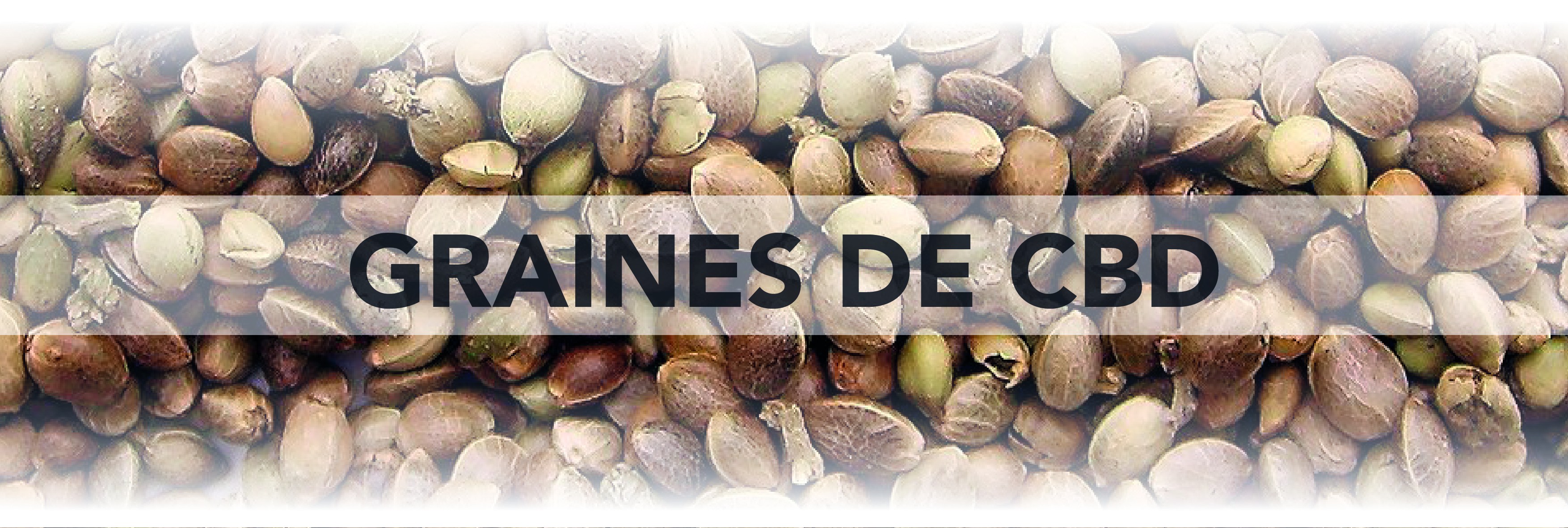Graines de CBD