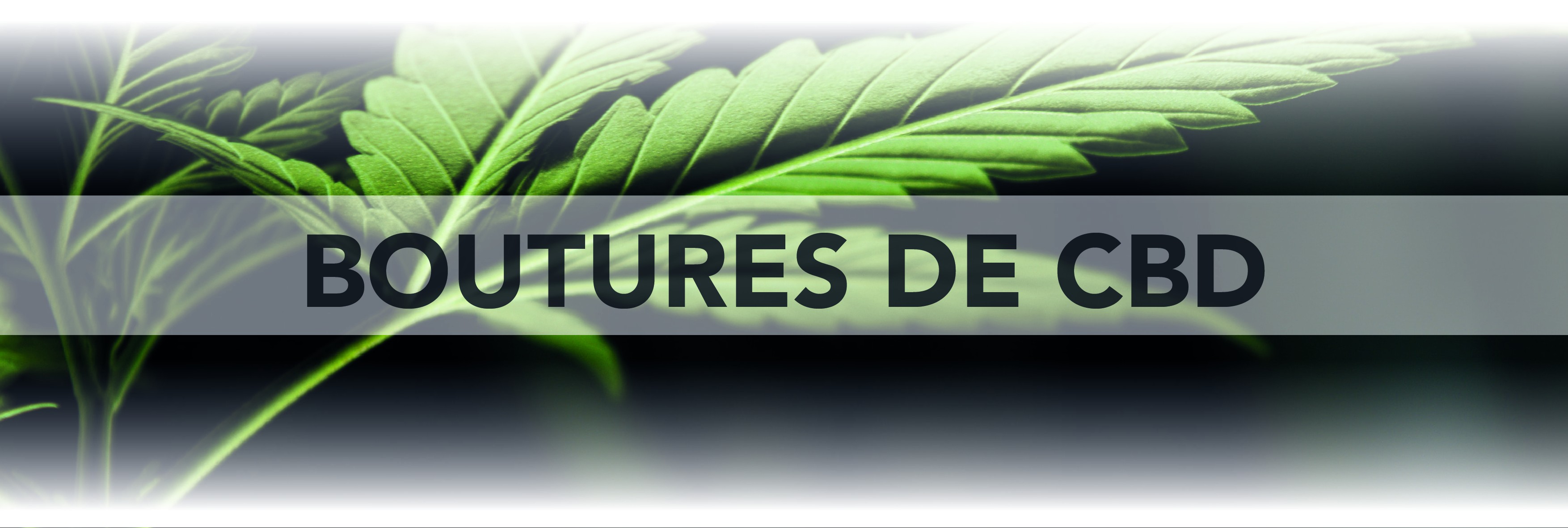Boutures de CBD