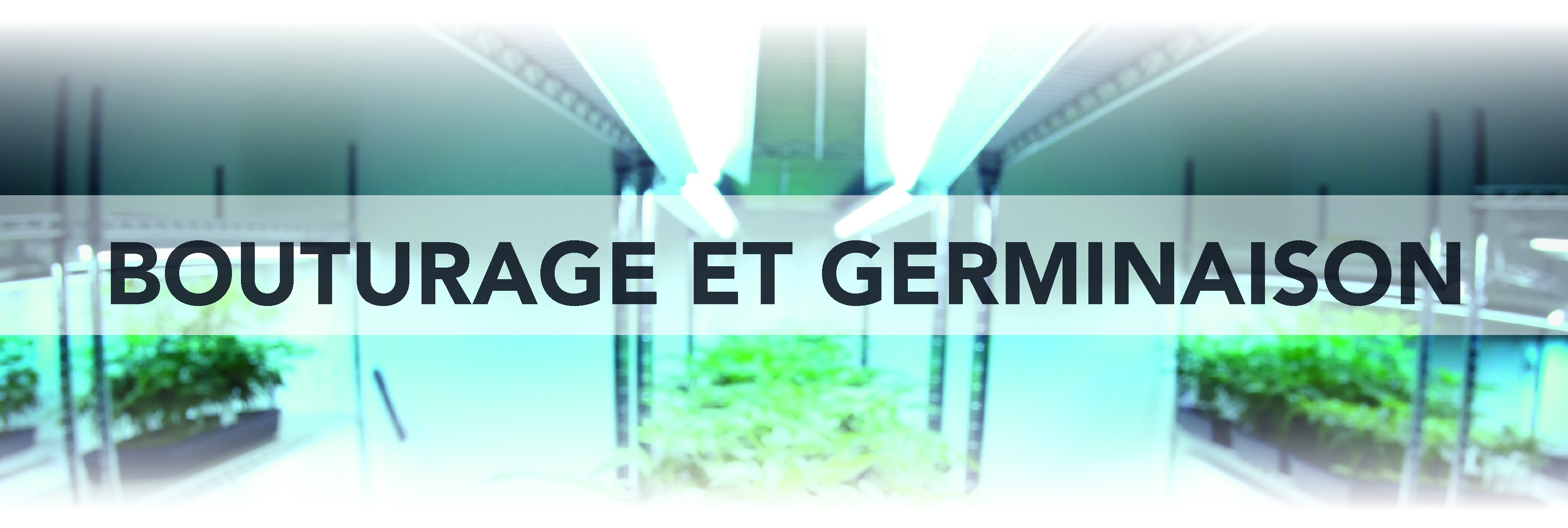 Taglio e germinazione