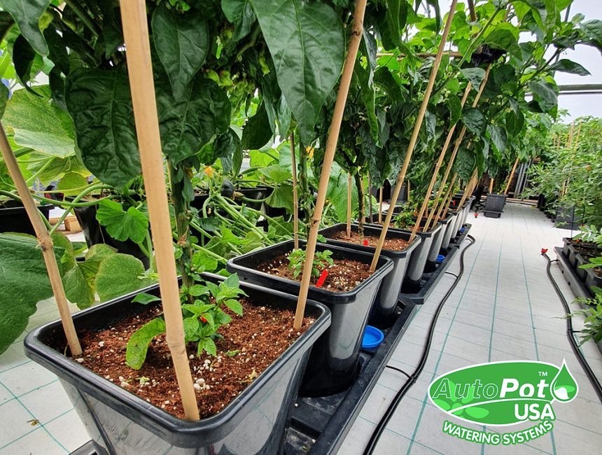 Autopot